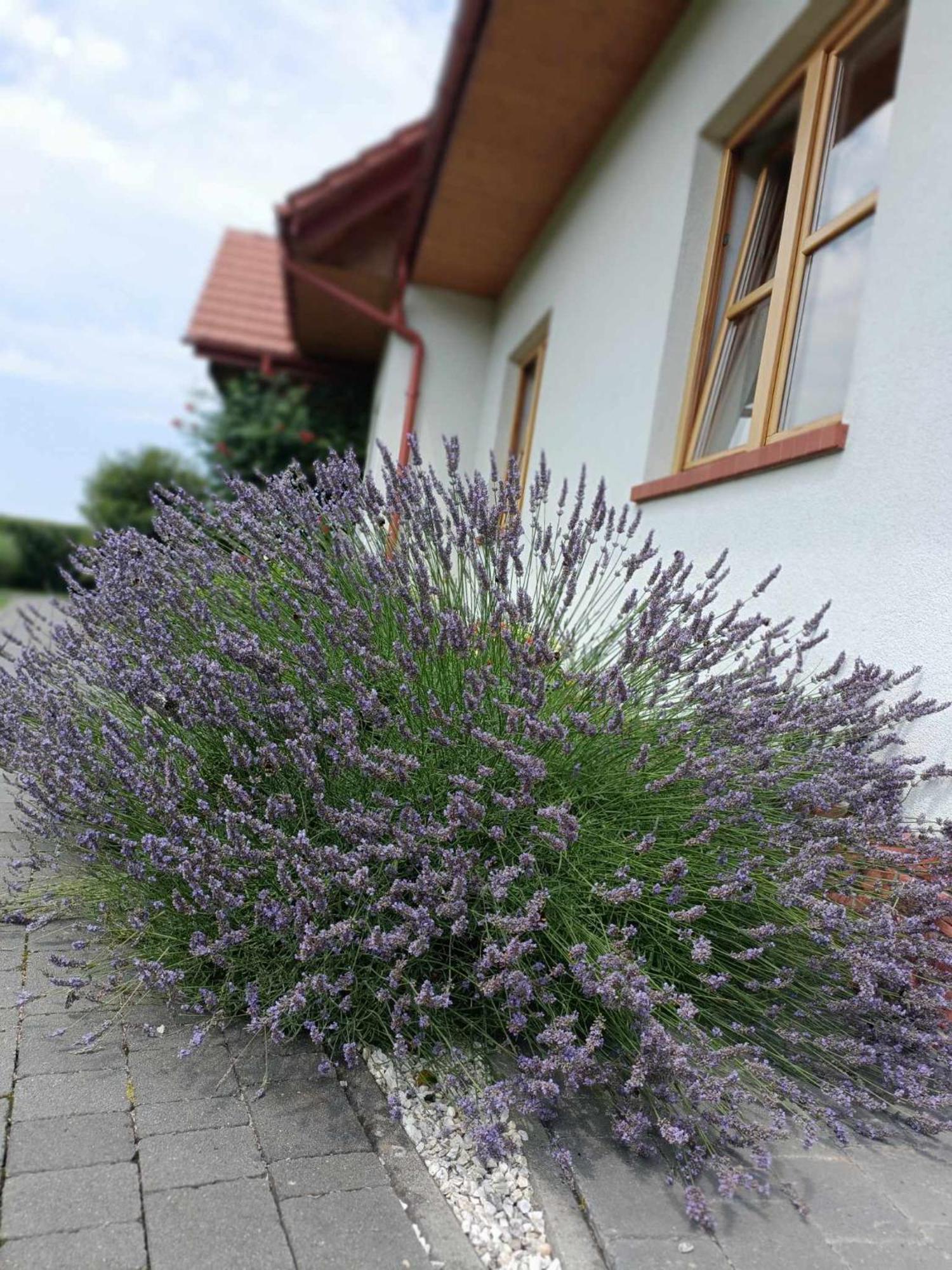 Noclegi Koniadów Solina (Podkarpackie) Exterior foto